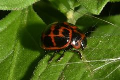 Platyphora congregata