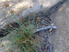 Cyperus rupestris