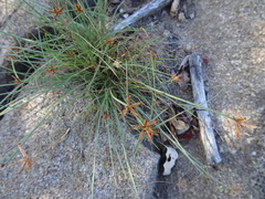Cyperus rupestris