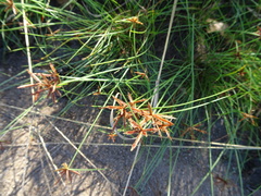Cyperus rupestris