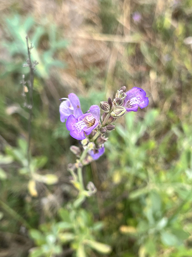 garden sage