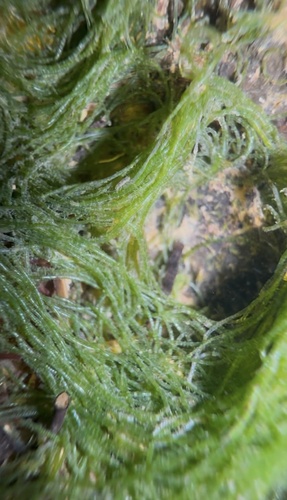 Chaetomorpha aerea observed 2026-06-06