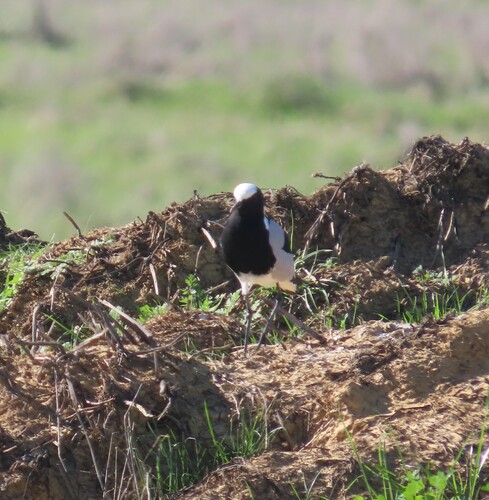 iNaturalist: (c) Fiona Hellmann, some rights reserved (CC BY-NC), uploaded by Fiona Hellmann iNaturalist image