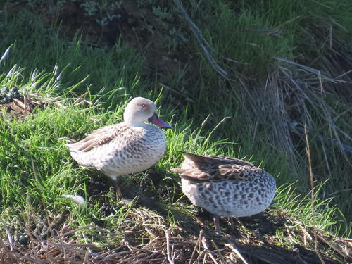 iNaturalist image