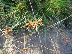 Cyperus rupestris