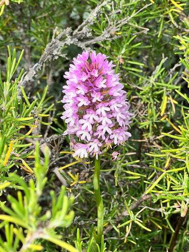 pyramidal orchid
