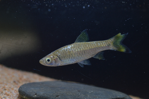 Gangetic scissortail rasbora (Rasbora rasbora) — Cyprinidae — 5