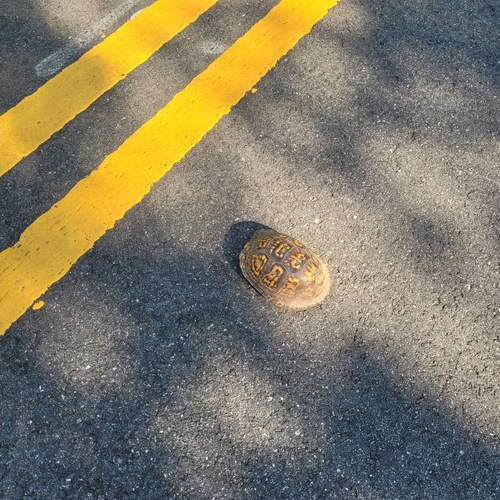 Eastern Box Turtle