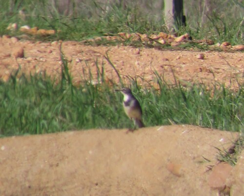 iNaturalist image
