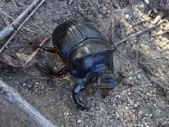 Catharsius platycerus