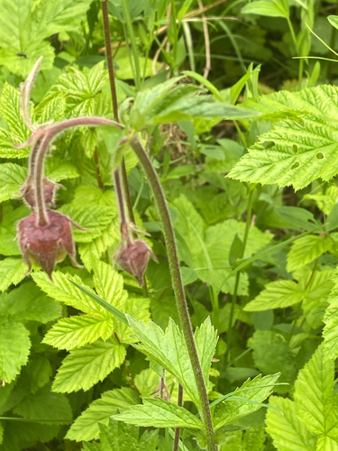 Water Avens