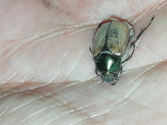Paranomala cincta