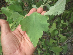 Ambrosia cordifolia