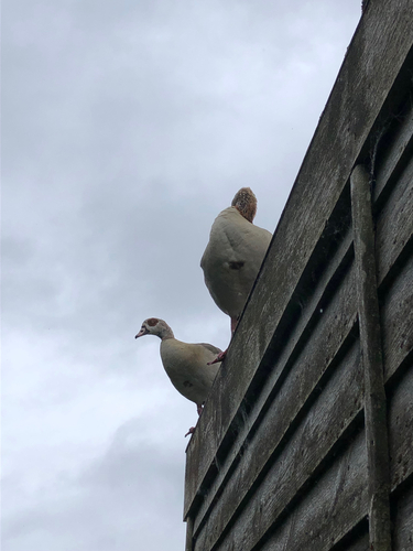 iNaturalist image