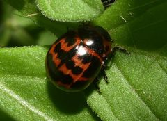 Platyphora congregata