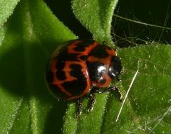 Platyphora congregata
