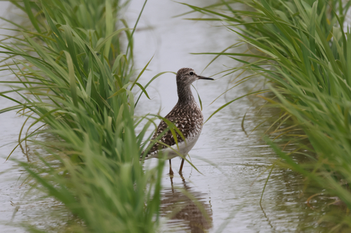iNaturalist image