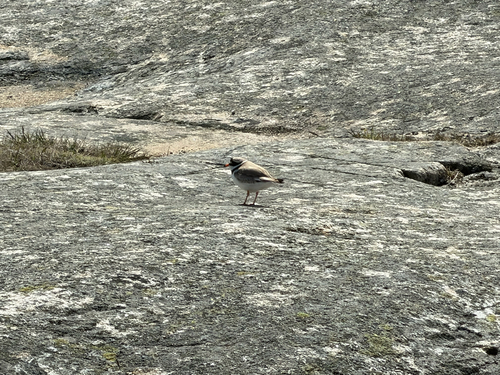 iNaturalist: (c) Signe, some rights reserved (CC BY-NC), uploaded by Signe iNaturalist image