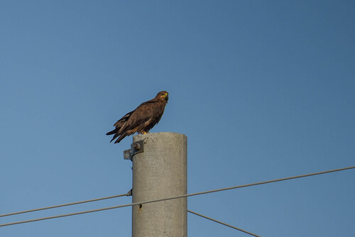 Águila esteparia (Aquila nipalensis)