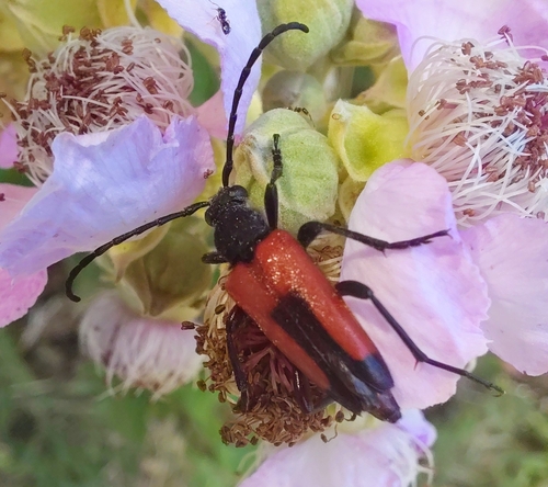 heart longhorn beetle, 60126 Ancona AN, Italia, photo 4 of 10
