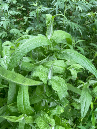 common boneset
