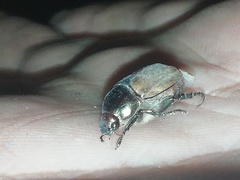 Paranomala cincta