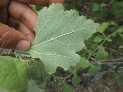 Ambrosia cordifolia