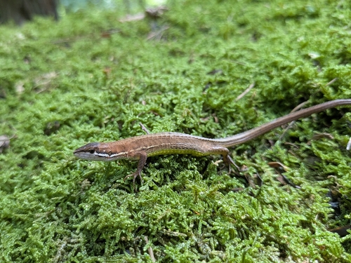 Japanese Grass Lizard