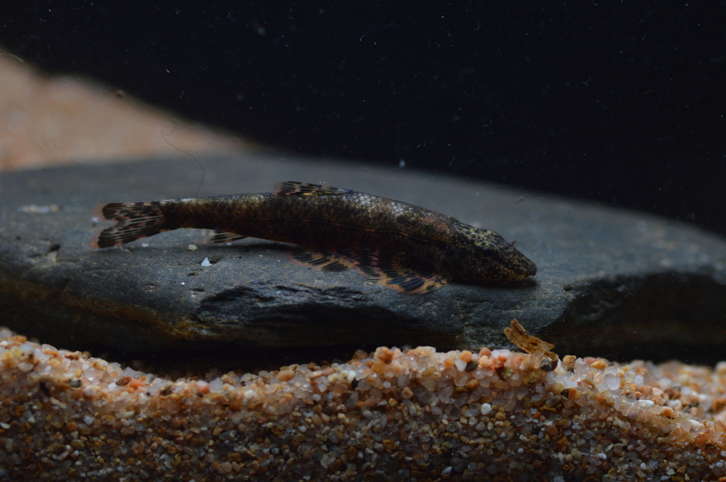 Smiths bergbeekloach (Homalopteroides smithi) — Balitoridae