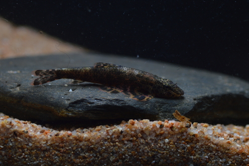Smith's hillstream loach (Homalopteroides smithi) — Balitoridae