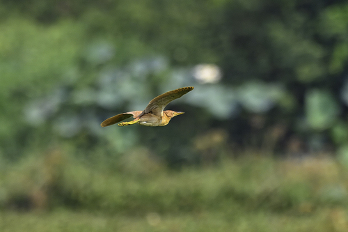 Cinnamon Bittern