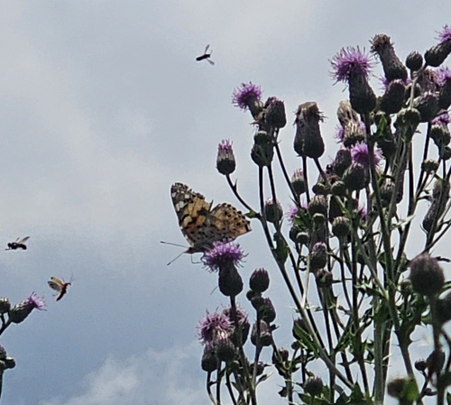 Painted Lady