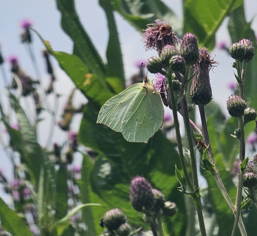 Common Brimstone