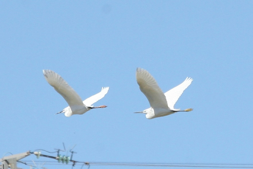 iNaturalist image
