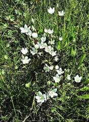Gentianella cunninghamii