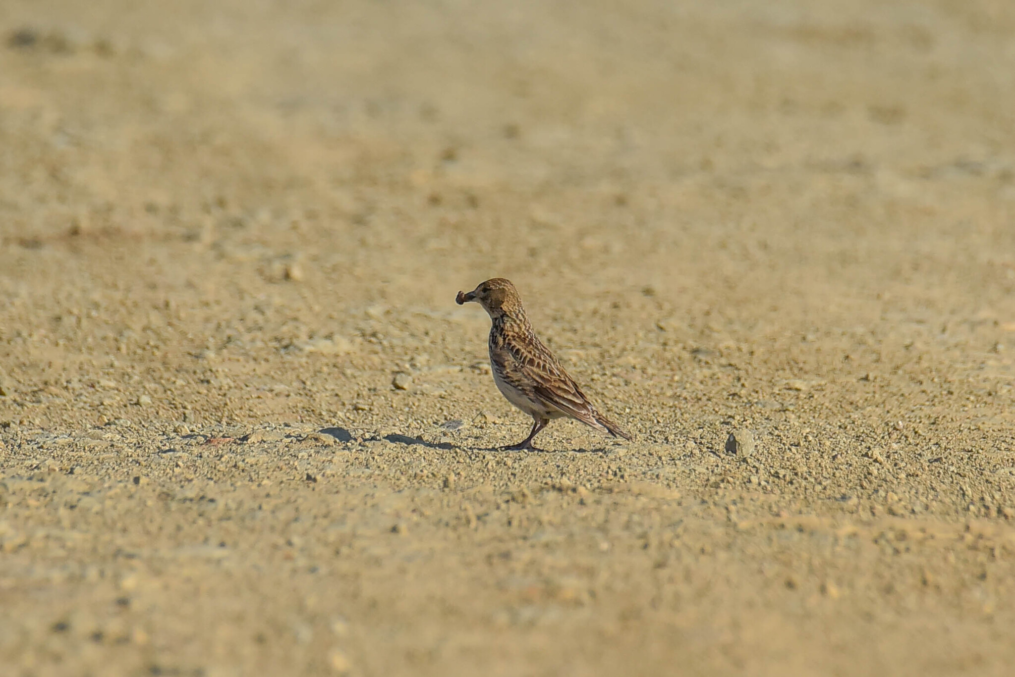 Black Lark (Melanocorypha yeltoniensis), photo 8