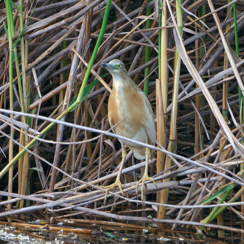 iNaturalist image