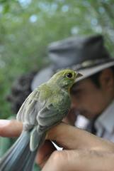 Passerina leclancherii