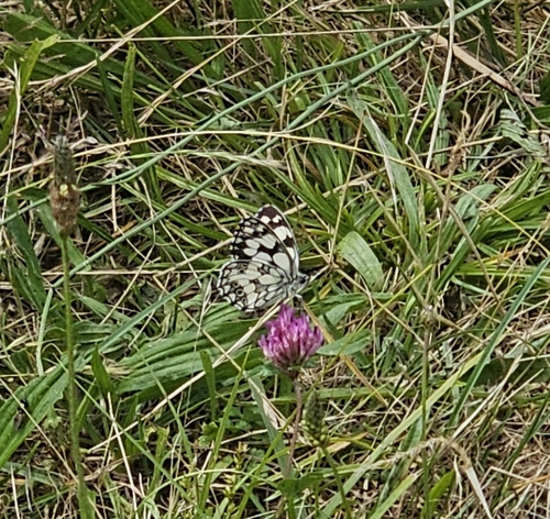 Marbled White