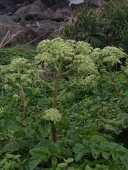 Angelica hirsutiflora