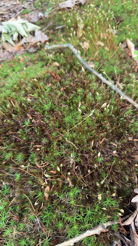 Polytrichum ohioense, 2026-06-06