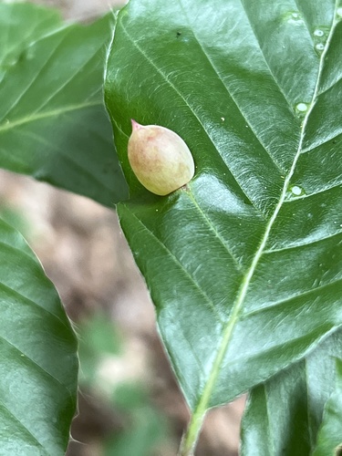 Beech Gall Midge