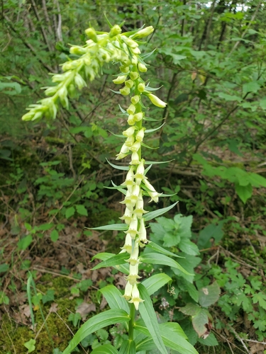 Straw Foxglove
