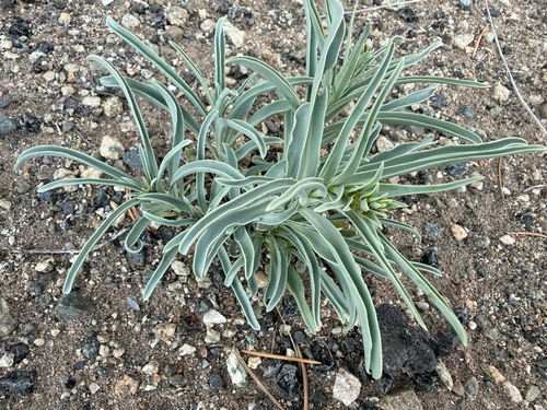 Penstemon angustifolius, photograph 3