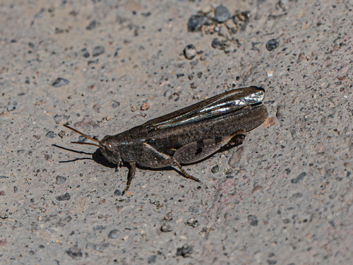 Diabolocatantops pinguis