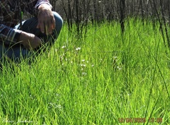 Gentianella cunninghamii