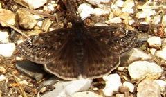 Erynnis juvenalis juvenalis