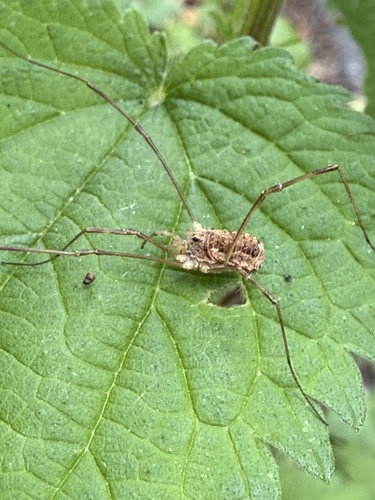 Spring Harvestman