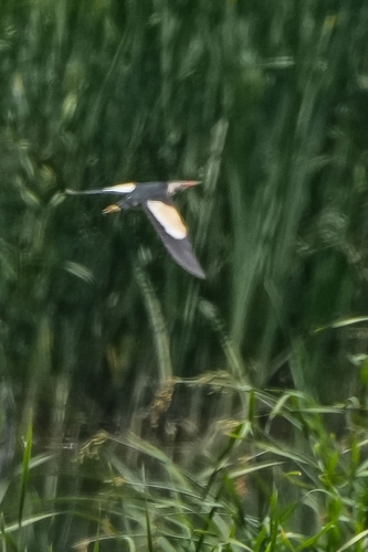 iNaturalist image
