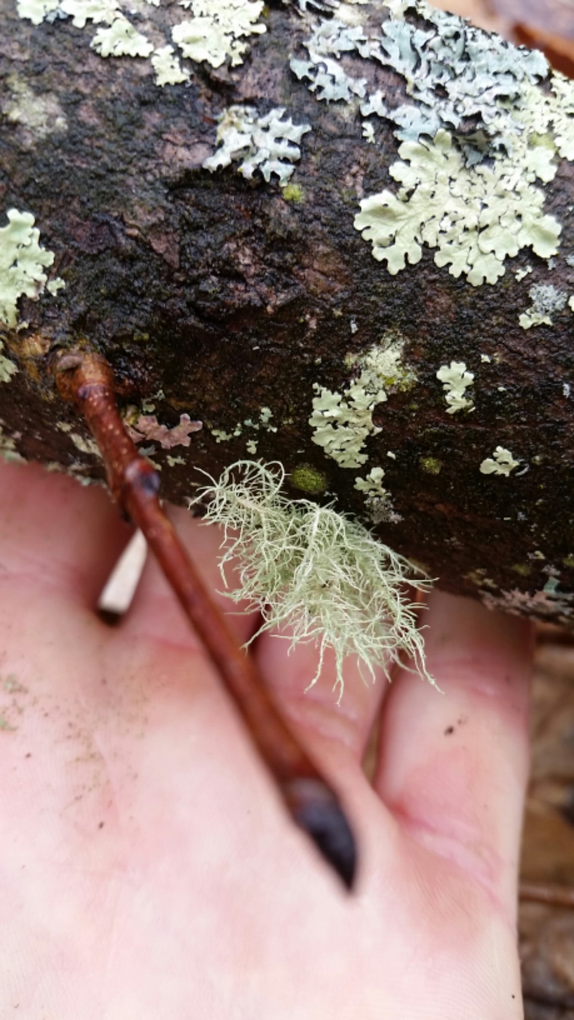 Usnea strigosa image